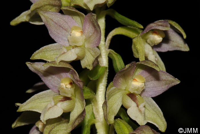 Epipactis distans