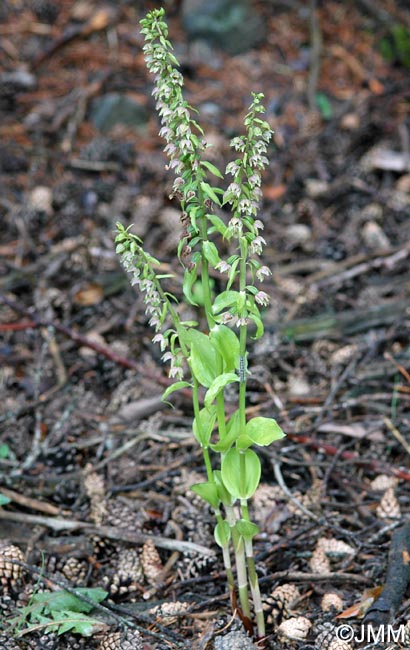 Epipactis distans