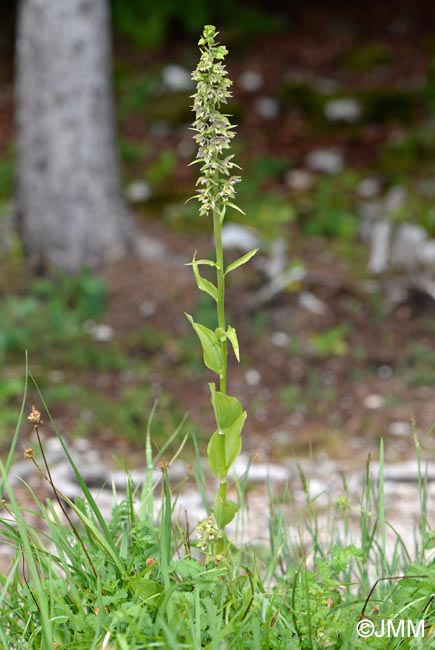 Epipactis distans