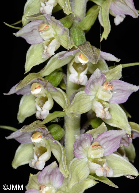 Epipactis distans