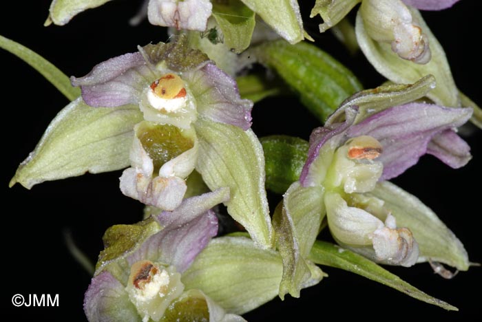 Epipactis distans