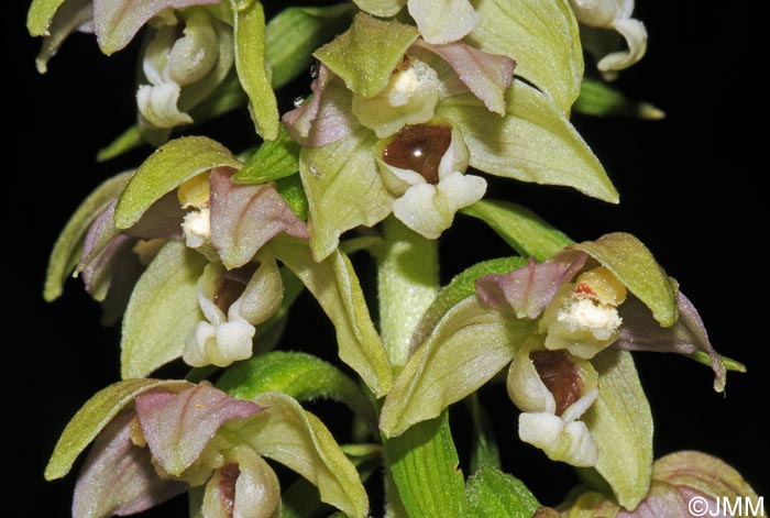 Epipactis distans