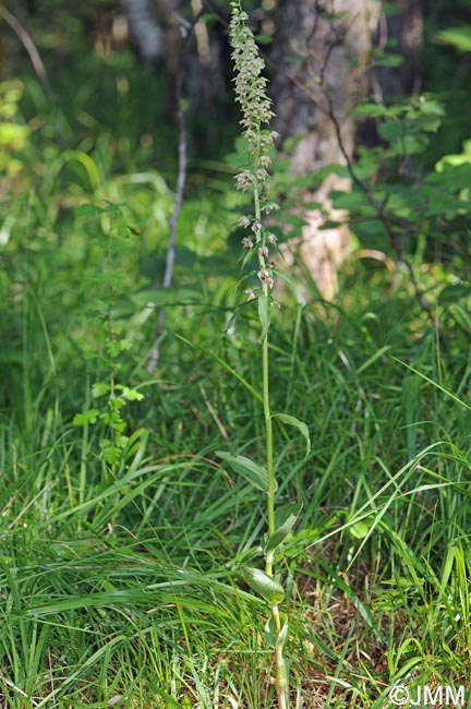 Epipactis distans