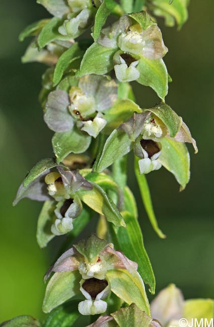 Epipactis distans