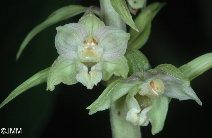 Epipactis distans