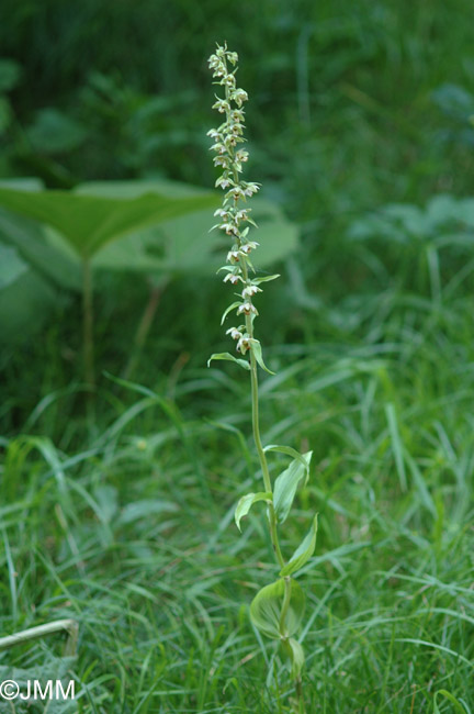 Epipactis distans