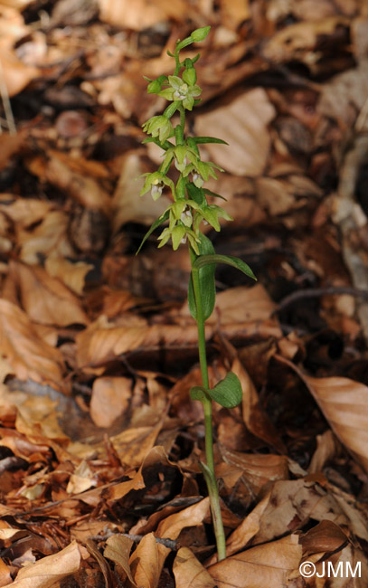 Epipactis exilis = Epipactis gracilis