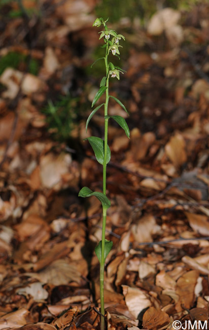 Epipactis exilis = Epipactis gracilis