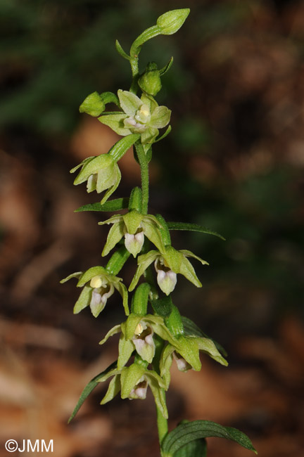 Epipactis exilis = Epipactis gracilis