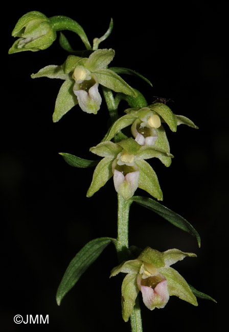 Epipactis exilis = Epipactis gracilis