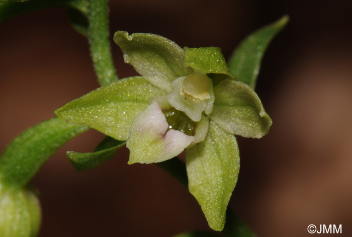 Epipactis exilis = Epipactis gracilis