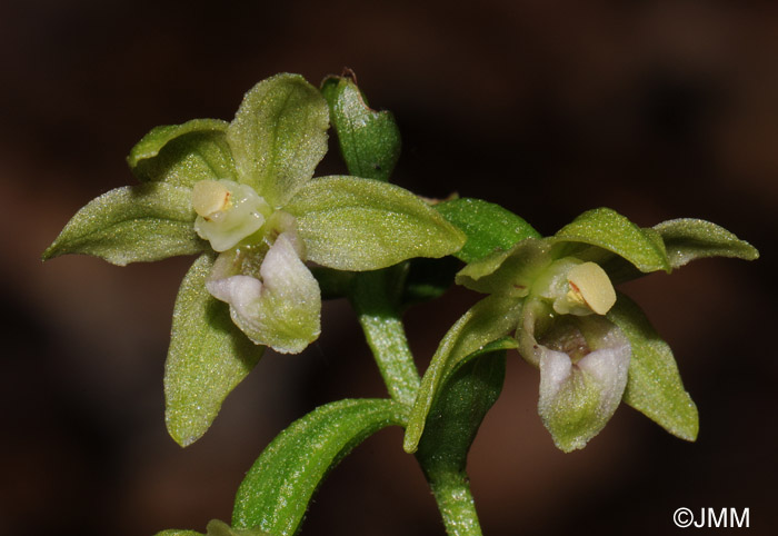 Epipactis exilis = Epipactis gracilis