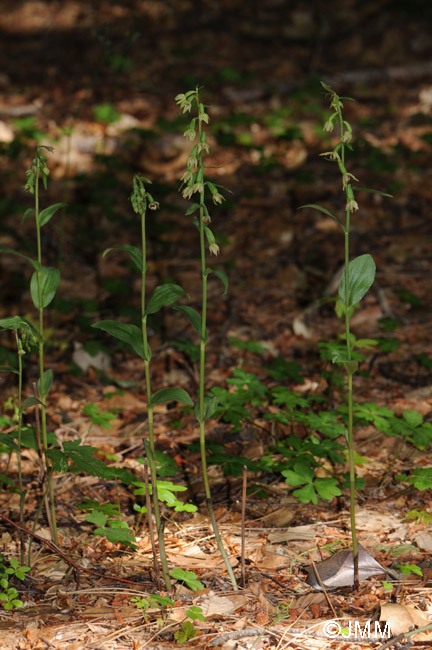 Epipactis exilis = Epipactis gracilis