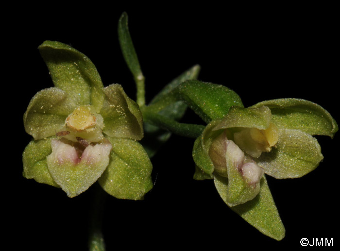 Epipactis exilis = Epipactis gracilis