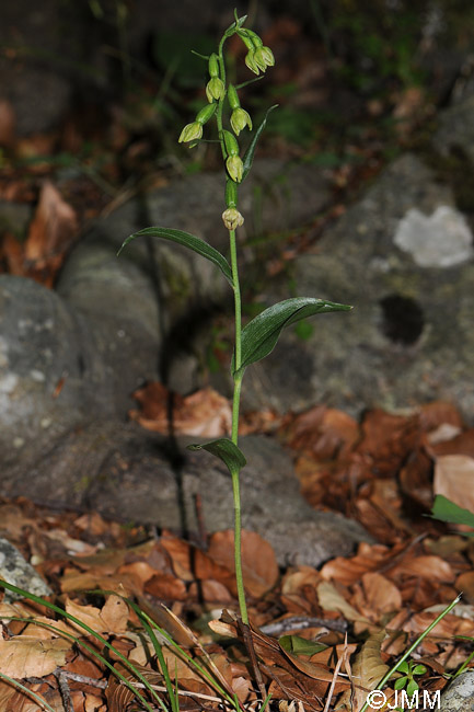 Epipactis exilis = Epipactis gracilis