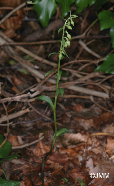 Epipactis fageticola