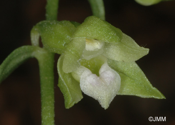 Epipactis fageticola