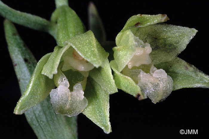 Epipactis fageticola