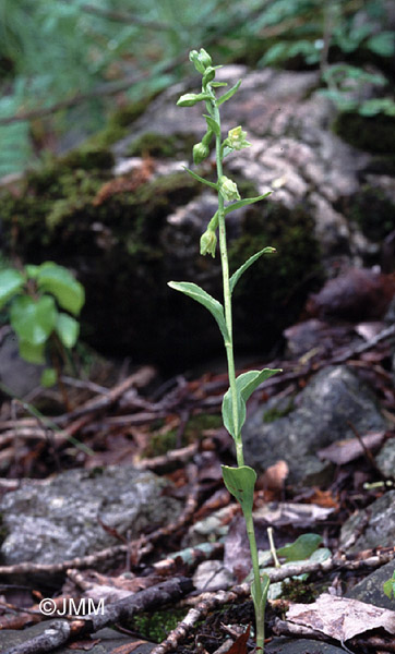 Epipactis fageticola