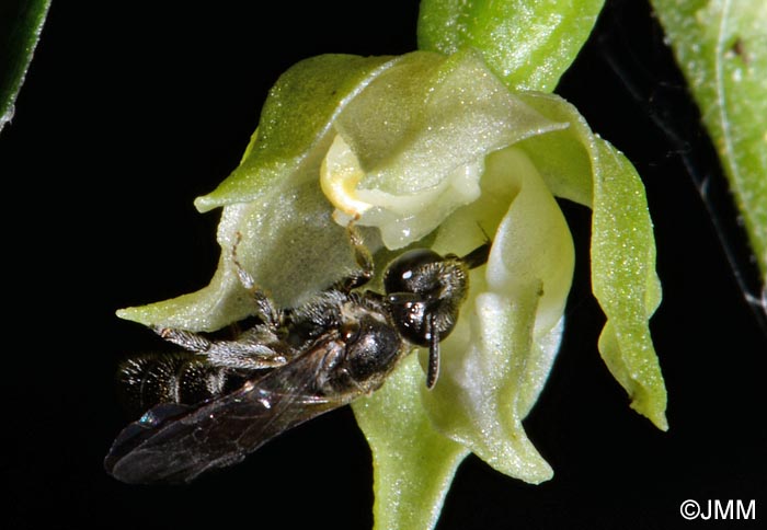 Epipactis fibri