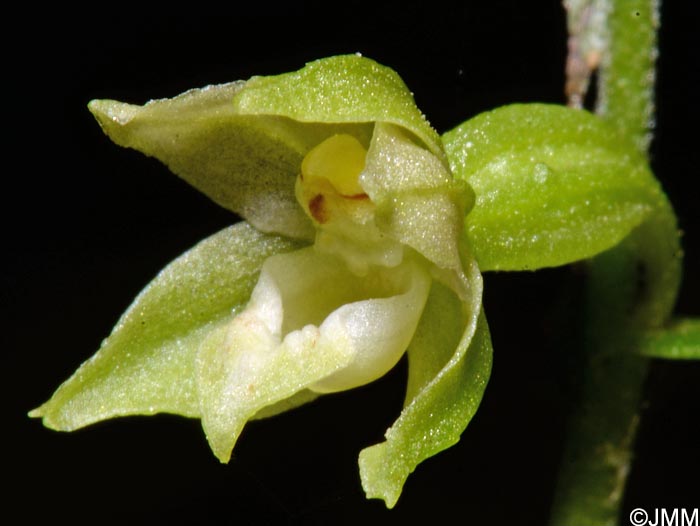 Epipactis fibri