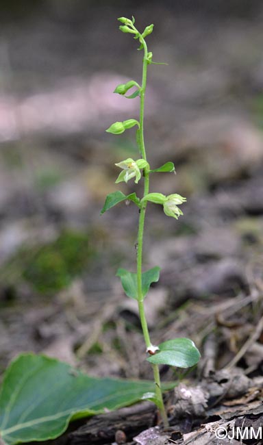 Epipactis fibri