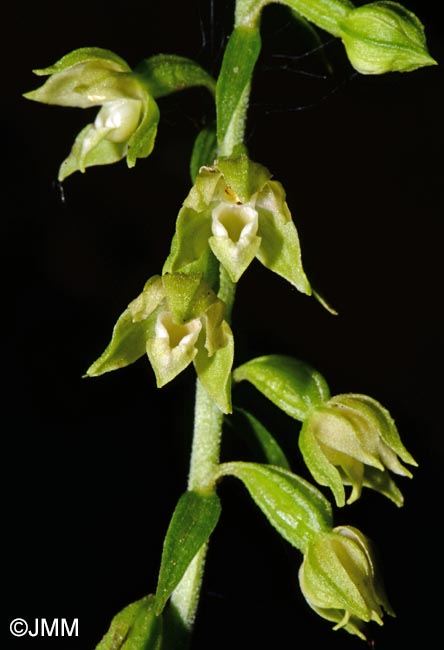 Epipactis fibri