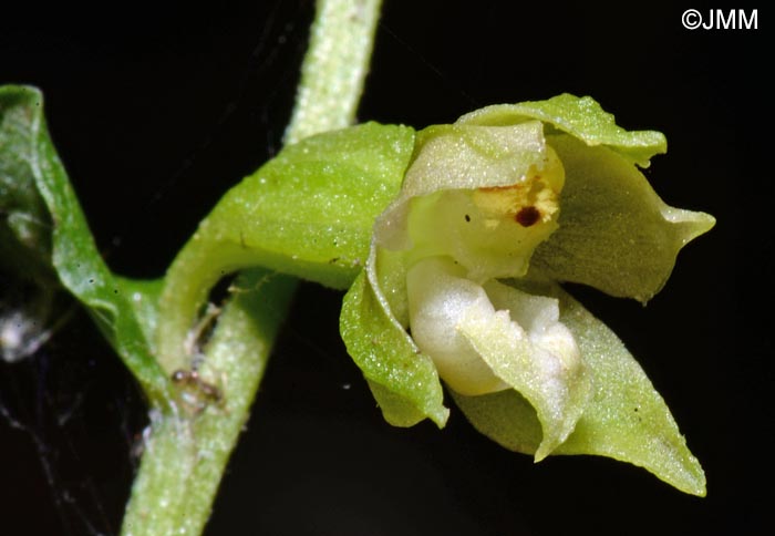 Epipactis fibri