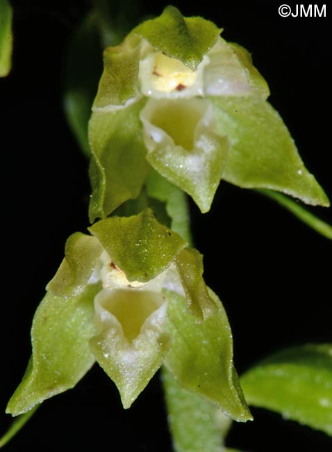 Epipactis fibri