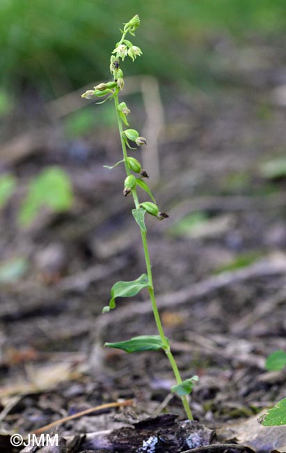 Epipactis fibri