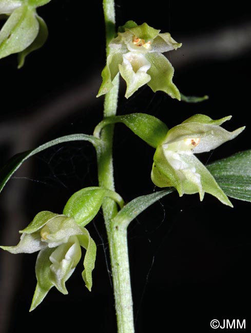 Epipactis fibri