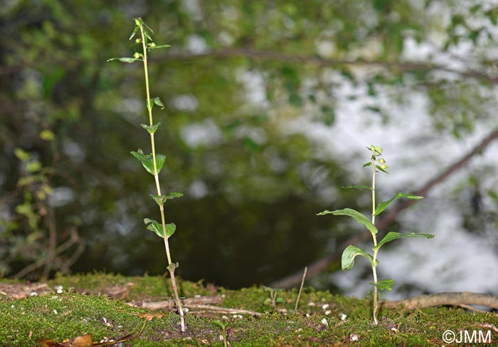 Epipactis fibri & Epipactis helleborine