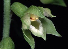 Epipactis fibri