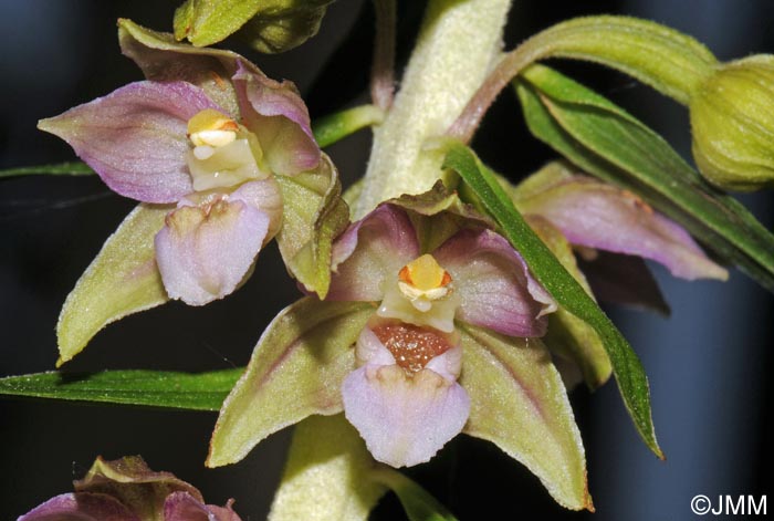 Epipactis helleborine