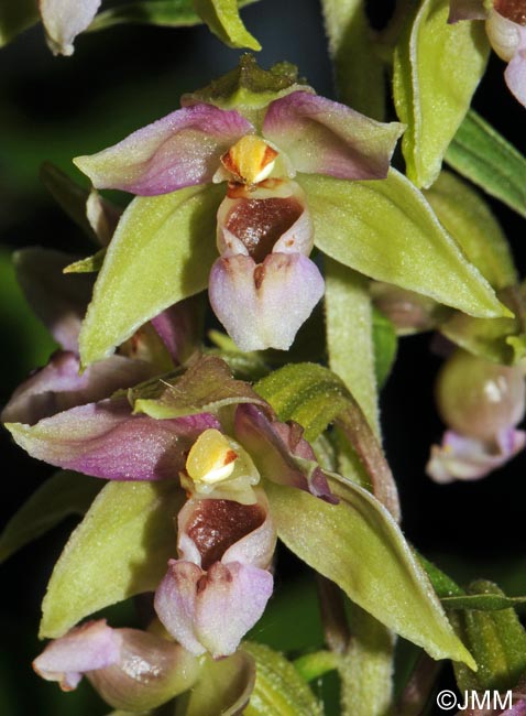 Epipactis helleborine