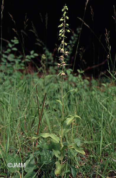 Epipactis helleborine