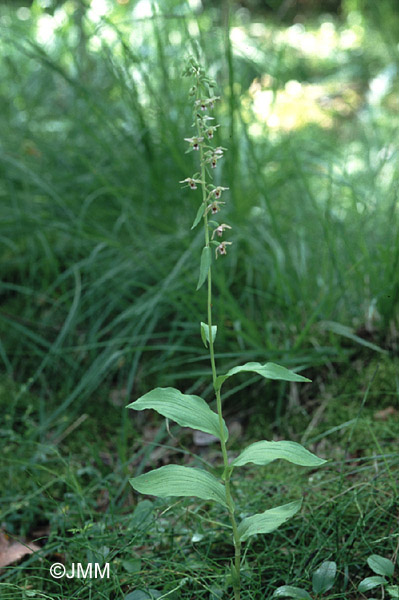 Epipactis helleborine