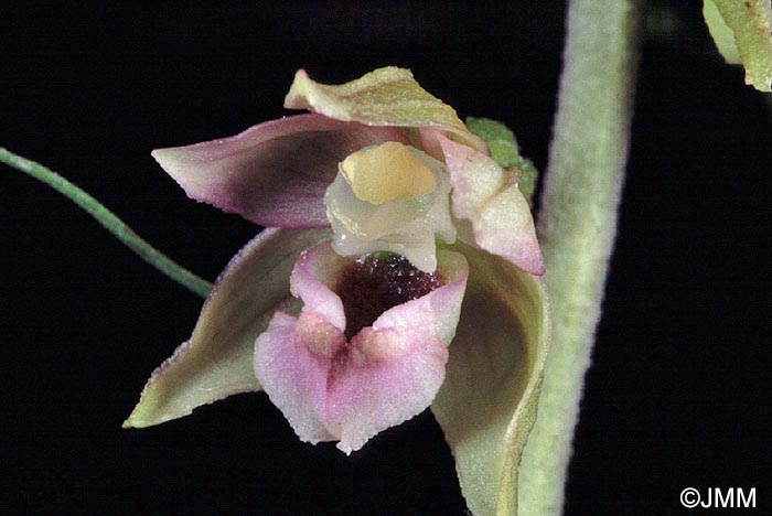 Epipactis helleborine