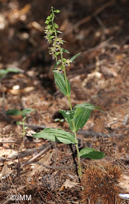 Epipactis helleborine var. castaneorum