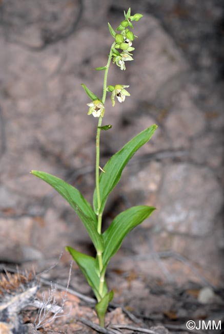 Epipactis helleborine var. castaneorum