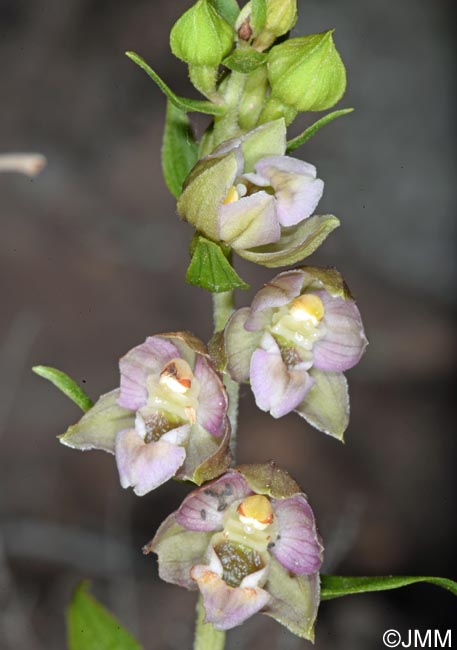 Epipactis helleborine var. castaneorum