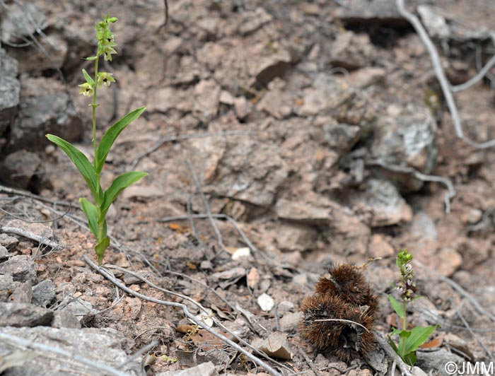 Epipactis helleborine var. castaneorum