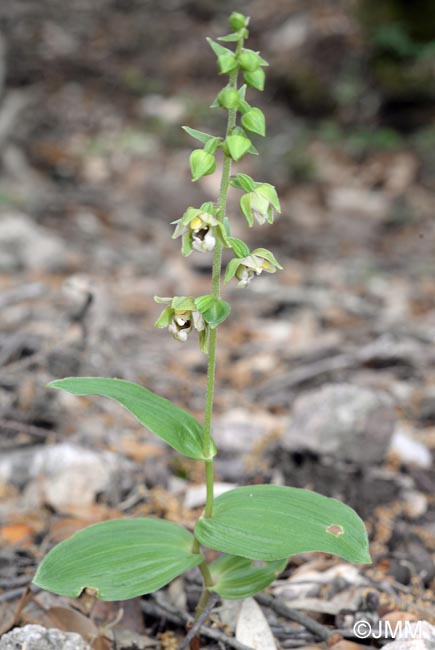 Epipactis helleborine var. castaneorum