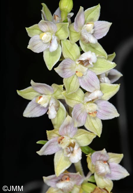 Epipactis helleborine var. castaneorum