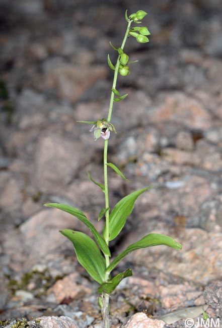 Epipactis helleborine var. castaneorum