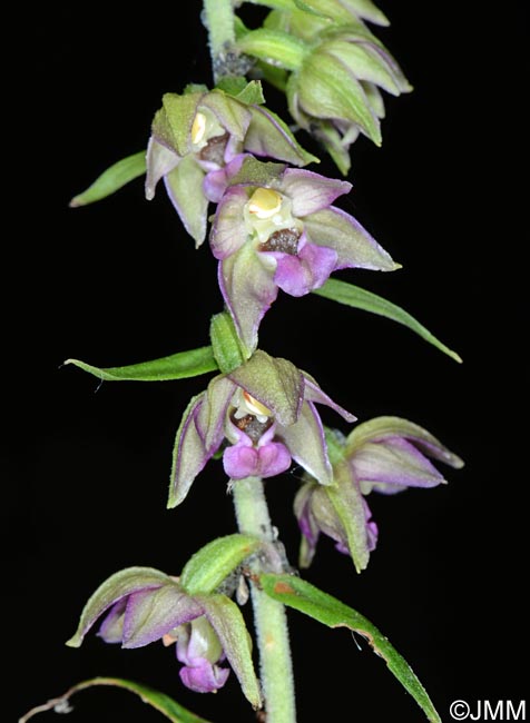 Epipactis helleborine var. castaneorum