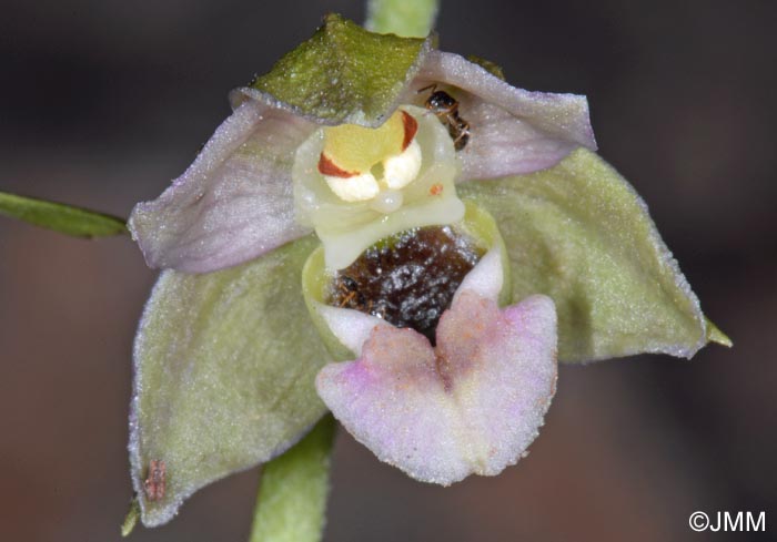 Epipactis helleborine var. castaneorum