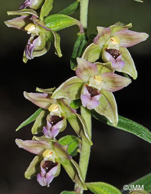 Epipactis helleborine var. castaneorum