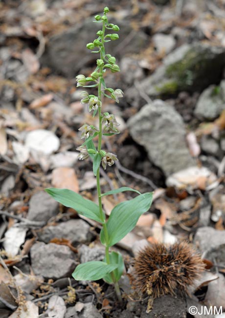 Epipactis helleborine var. castaneorum