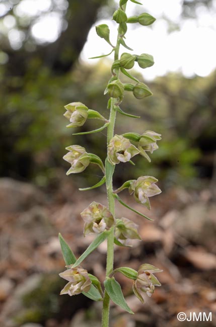 Epipactis helleborine var. castaneorum